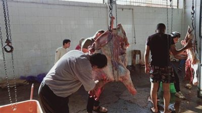 خلال أيام العيد.. ذبح 2329 أضحية بالمجازر الحكومية بالمنيا 