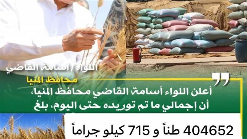 توريد القمح بالمنيا