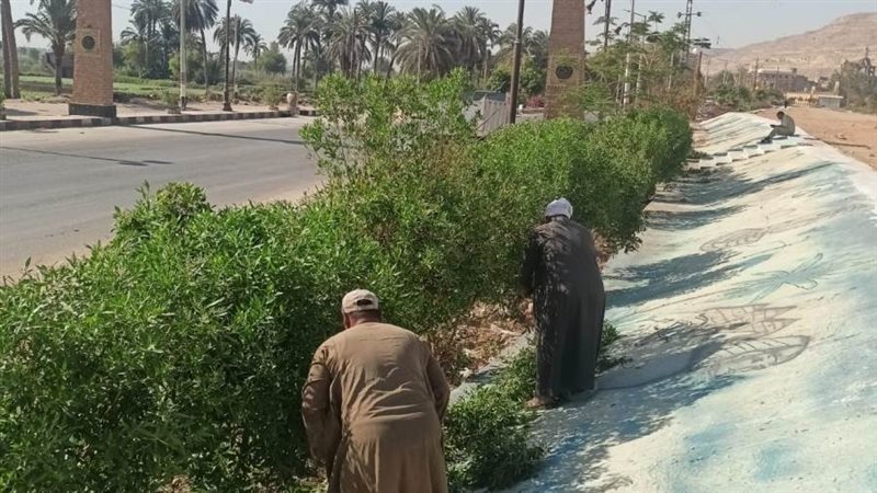 جانب من التشجير