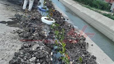 الانتهاء من زراعة 328 ألف شجرة بكفر الشيخ