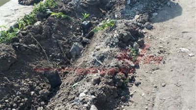 كفر الشيخ: استمرار زراعة الأشجار ضمن المبادرة الرئاسية «100 مليون شجرة» 