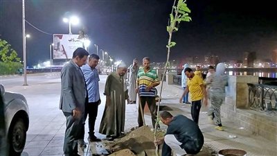  استكمال أعمال زراعة أشجار الكورنيش الشرقي بسوهاج