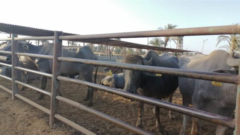 مشروعات الأنتاج الحيوانى