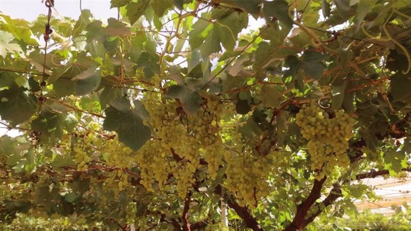 مشروع توشكى الخير