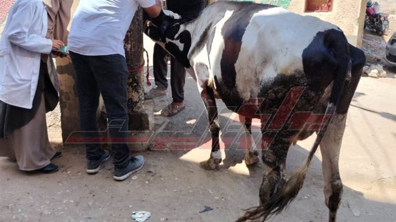 القافلة البيطرية