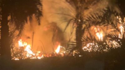 حريق هائل يلتهم مزارع نخيل في الوادي الجديد