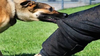 إصابة 10 أشخاص بعقر كلب مسعور في أسيوط 