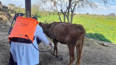 علاج 22 ألفًا و259 رأس ماشية وتلقيح 11900 طائر وتنظيم 44 ندوة توعوية إرشادية بالبحيرة