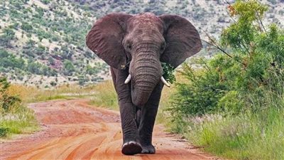 عاجل.. الأفيال تدهس سائحا إسبانيا حاول الاقتراب لالتقاط الصور