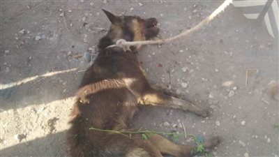 القبض على متهم بشنق كلب في شجرة بالغربية.. صورة