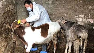 انطلاق الحملة القومية الثانية لتحصين المواشي ضد الحمى القلاعية بالغربية.. غدًا