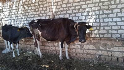 غدًا.. انطلاق الحملة القومية لتحصين الثروة الحيوانية بالوادي الجديد