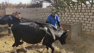 الوادي الجديد تُطلق الحملة القومية لتحصين الثروة الحيوانية