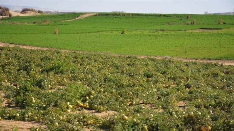 أراض- أرشيفية