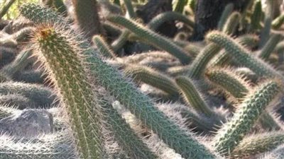 صبار الشيطان الزاحف.. يقتل نفسه ليولد من جديد