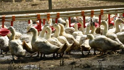 مطالبات بمنع تقديم كبد الأوز فى أولمبياد باريس 2024