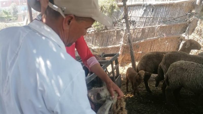 حملة لتحصين الماشية