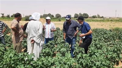 ندوات حقلية إرشادية على محصول القطن بالوادي الجديد 