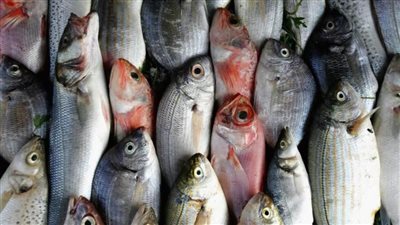 البلطي بـ60 جنيهًا والمكرونة السويسي بـ90.. أسعار الأسماك اليوم في سوق العبور