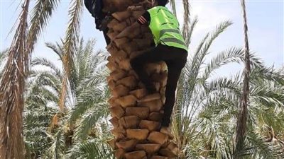 تستهدف ٤٠٠ ألف نخلة محافظ الوادي الجديد: بدء المرحلة الثانية من مبادرة 