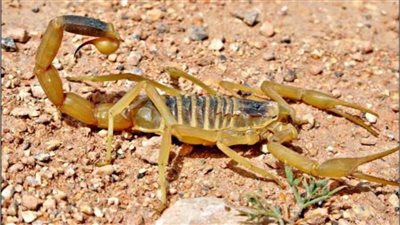 بسبب الحر.. العقارب تلدغ 4 أشخاص بينهم طفلان في الوادي الجديد