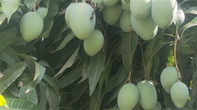 مهرجان المانجو الإسماعيلاوي في باريس الصغرى