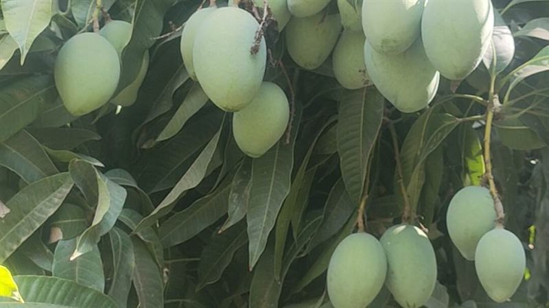مزارع المانجو بالإسماعيلية