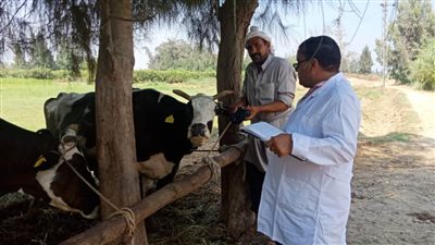 تحصين 23743 رأس ماشية متنوعة بالبحيرة 