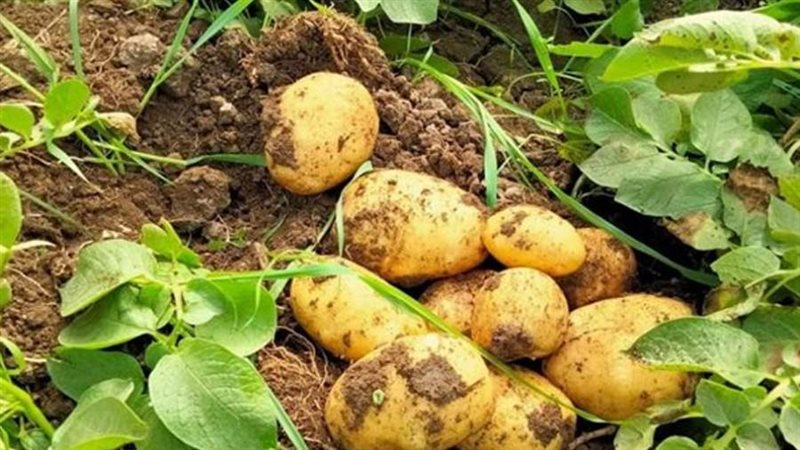 العفن البني في البطاطس