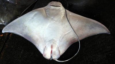 من عالم البحار.. تعرف على سمكة الراي اللاسع ولماذا يخشاها الصيادون؟