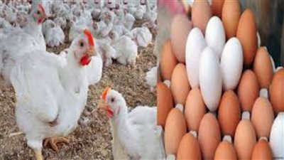 بين ارتفاع وانخفاض.. أسعار الدواجن والبيض اليوم في الأسواق