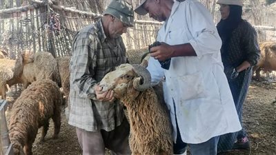 تحصين 273 ألفًا و266 رأس ماشية منذ انطلاق الحملة بالبحيرة