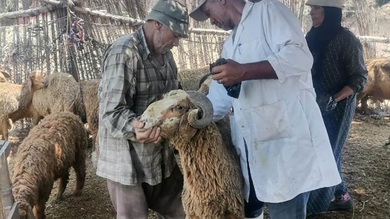 جانب من الحملة القومية