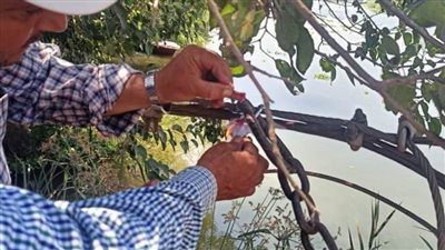 شاهد.. غلق وتشميع معدية بقرية البريجات بالبحيرة لعدم تجديد التراخيص