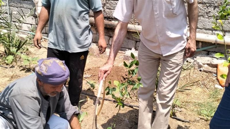 زراعة 300 شتلة من