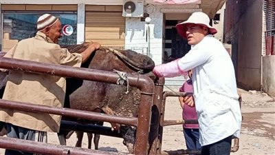  بالصور.. علاج 2917 طائرًا وماشية في قافلة بيطرية بالغربية