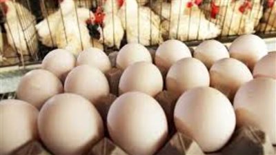 عاجل| تراجع كبير.. أسعار الدواجن والبيض اليوم في الأسواق
