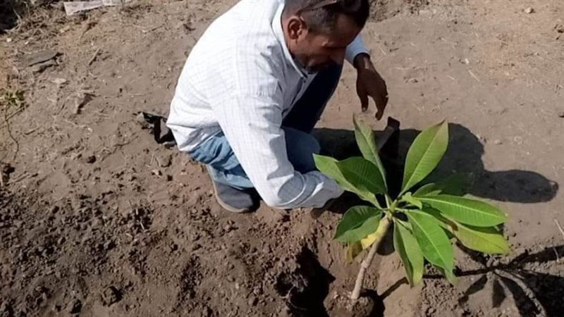 زراعة أشجار مثمرة