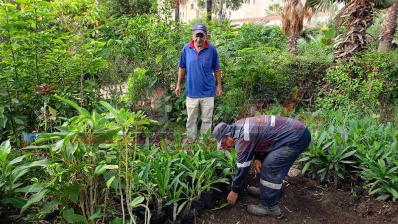 زراعة الأشجار