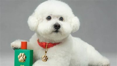 بـ99 يورو.. دولتشي آند جابانا تطلق عطرا فاخرا للكلاب