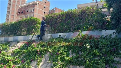 دسوق تقوم بزراعة الأشجار ضمن المبادرة الرئاسية «100 مليون شجرة»