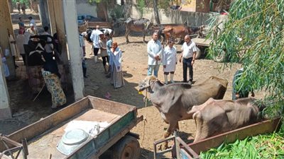  بالصور.. علاج 3561 طائرا وماشية خلال قافلة بيطرية في الغربية