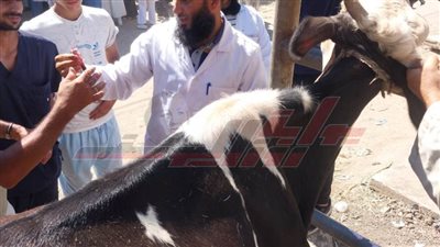 جامعة كفر الشيخ تطلق قافلة بيطرية لقرية قراجة ضمن 