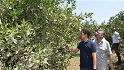 رئيس جامعة بنها يتفقد الموسم الصيفي للمزارع والوحدات الإنتاجية والبحثية بكلية الزراعة