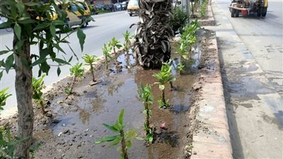  بالصور..  زراعة 3239 شجرة مثمرة وزينة بالمحلة الكبرى