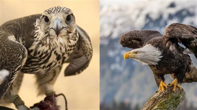 العقاب والصقر.. صراع الشراسة فى عالم الطيور الجارحة