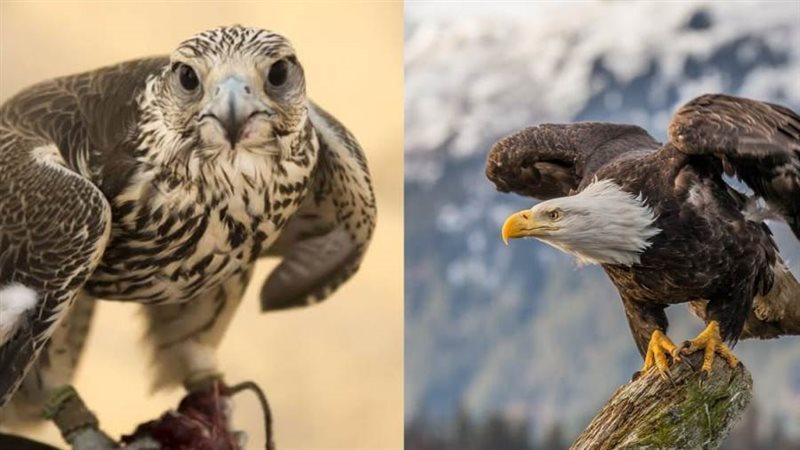 العقاب والصقر