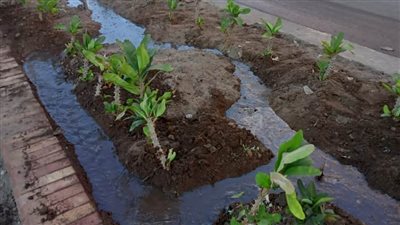  بالصور.. محافظ الغربية: زراعة 41 ألف شجرة ومستمرون في التوسع بالمساحات الخضراء 