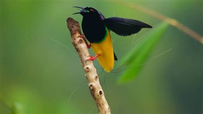 طائر الجنة ذو الاثني عشر سلكًا: جمال الطبيعة في أبهى صورة 