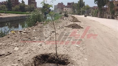  زراعة الطرق والشوارع بأشجار الزينة والمثمرة في كفر الشيخ